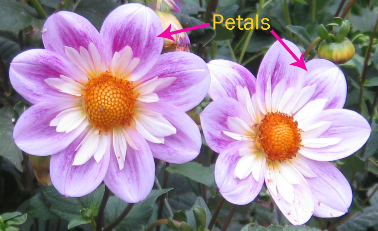 What is the purpose of flower petals?