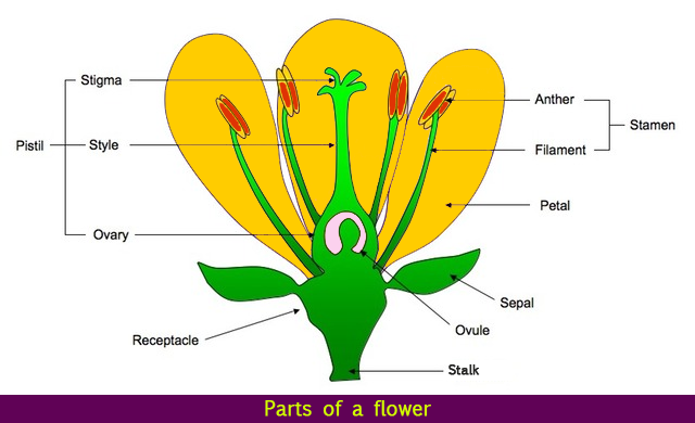 Parts Of A Flower Flower Parts Flower Structure Science Lessons
