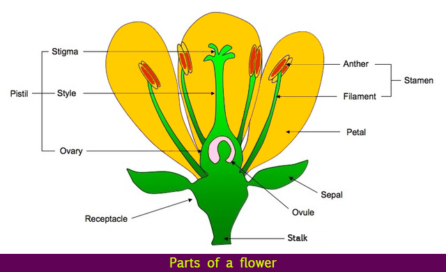 Parts Of A Flower Flower Parts Science Lessons Flower Structure