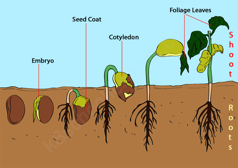 Germination What Is Germination Seed Germination For Kids