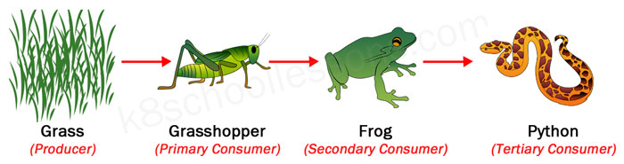 Producers And Consumers Food Chain 4th Grade Science