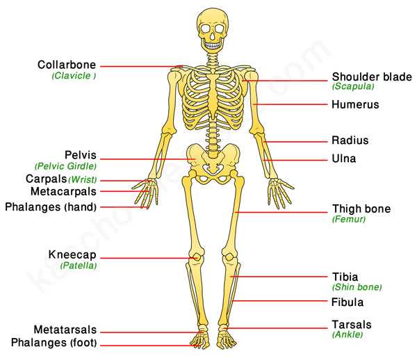 Human Skeletal System | Human body facts - skeleton & bones facts