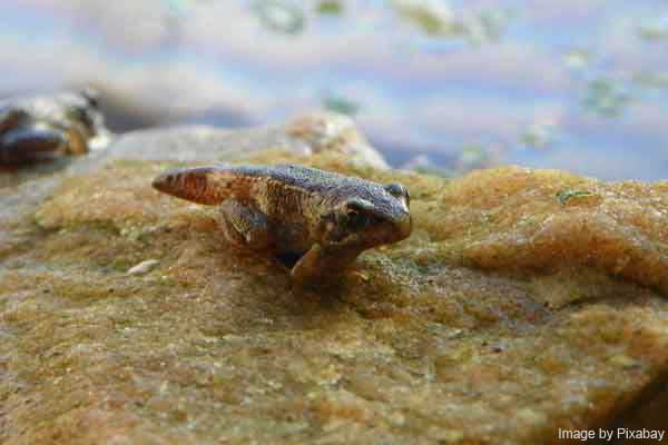 A froglet with the tail