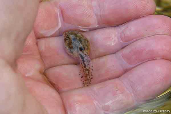 Close up of a tadpole without legs