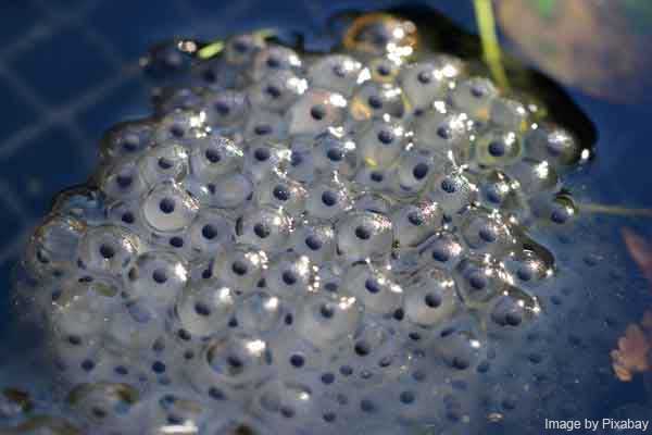 Frog eggs or frog spawn
