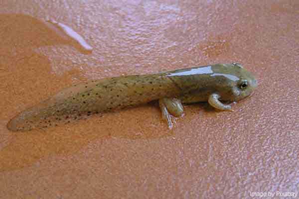 Close up of a tadpole with both back and front legs