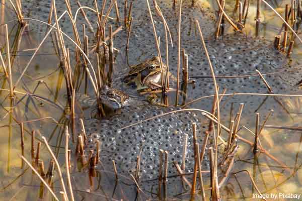 Adult frogs and frog spawn