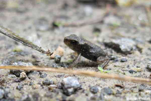 A froglet without the tail