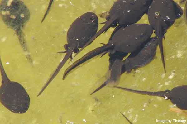 tadpoles with back legs