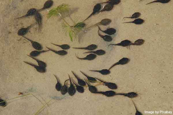 Tadpoles without legs