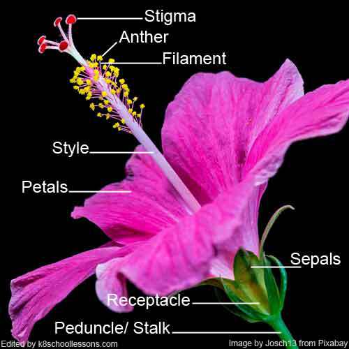 Parts of a natural flower