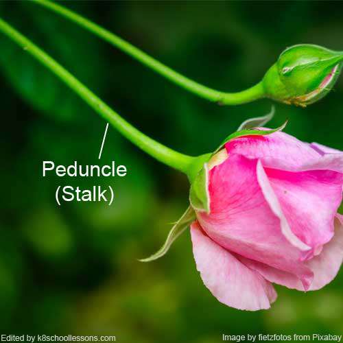 Peduncle stalk of flower