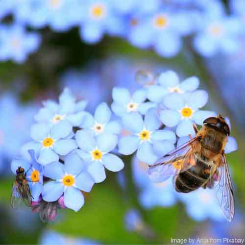 Bees use nectar to make honey