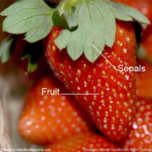 Sepals are visible in fruit