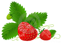 strawberry tree
