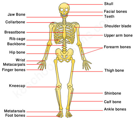 skeletal system with labels