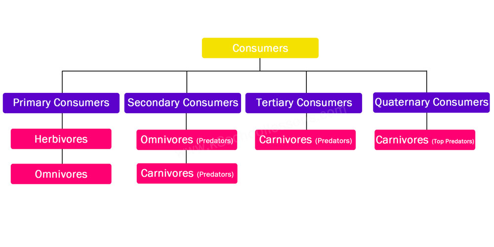Consumers in a food chain chart