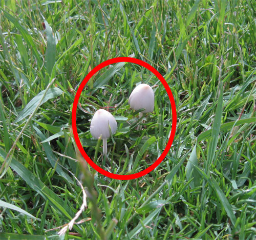 decomposition fungi mushrooms