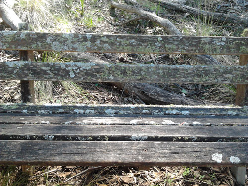 decomposition lichen bench