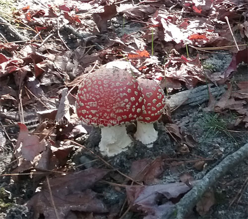 example of decomposition toadstool