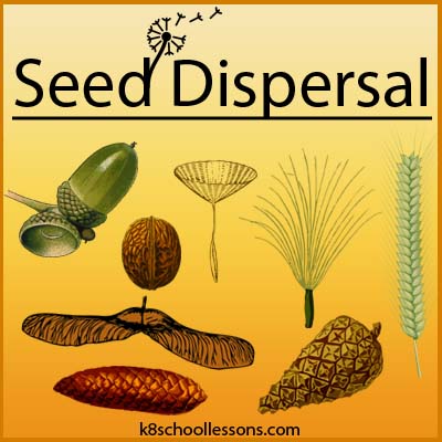 Seed Dispersal for Kids | Examples of Seed Dispersal Agents