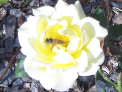 fertilization and pollination