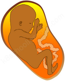 Human Life Cycle -stage of foetus