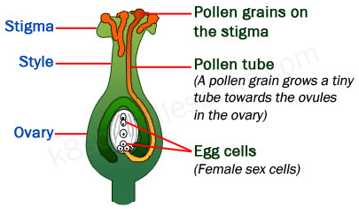 pollination and fertilization - how fertilization takes place in flowers