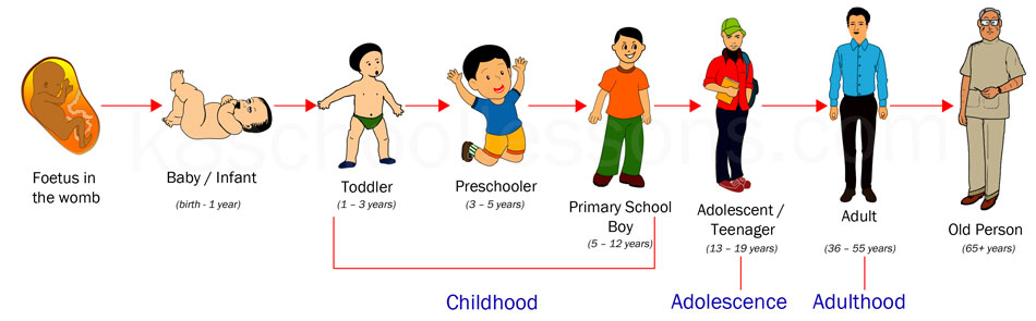 infant to adulthood stages