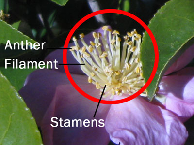 Stamens of a natural flower