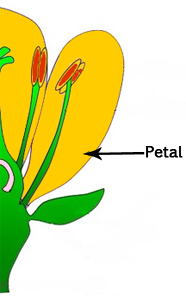 Petals - Parts of a flower