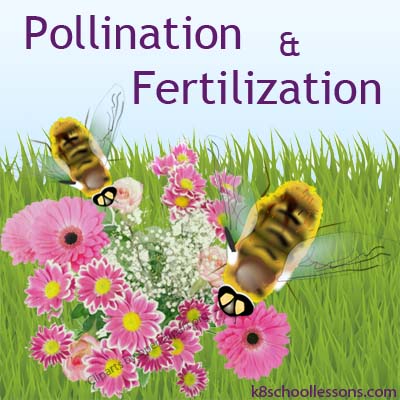 Pollination And Fertilization Science