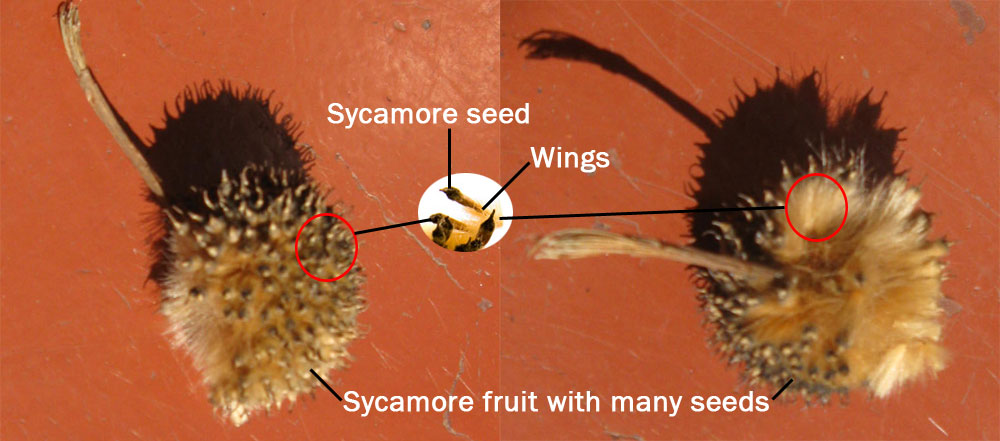 seed dispersal sycamore seeds parts