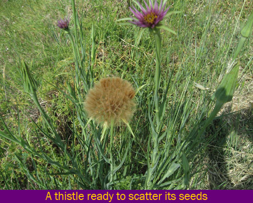 thistle seed dispersal 