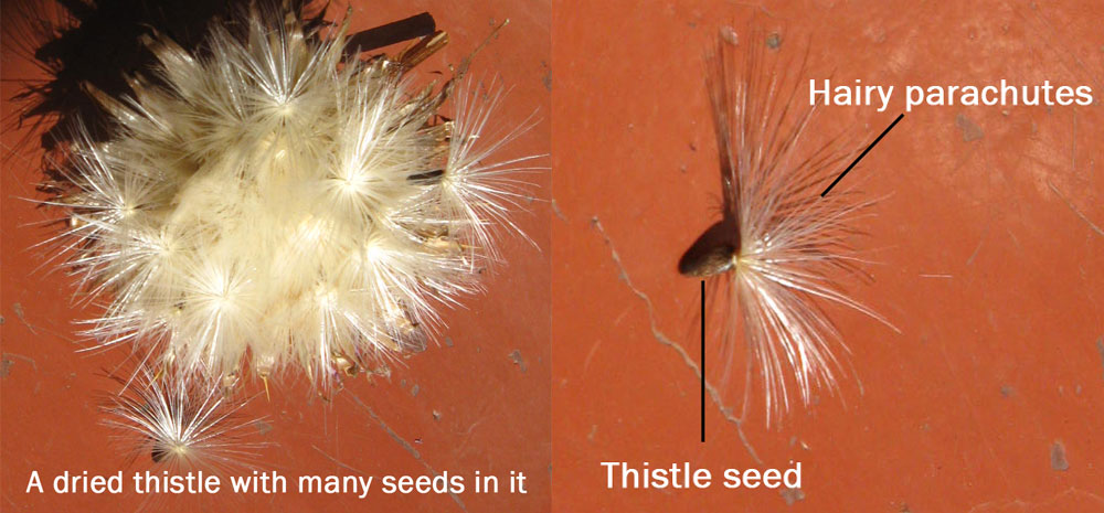 seed dispersal thistle seeds