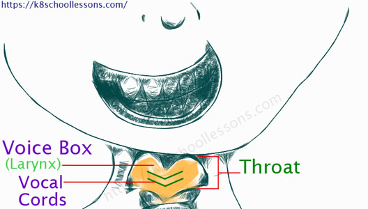 Throat with Voice Box and Vocal Cords together