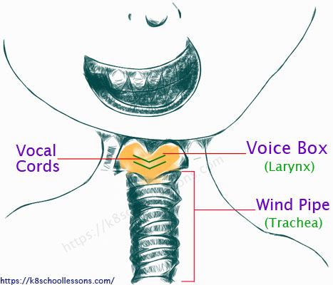 voice box diagram