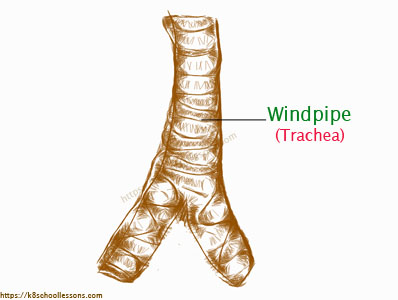 windpipe diagram