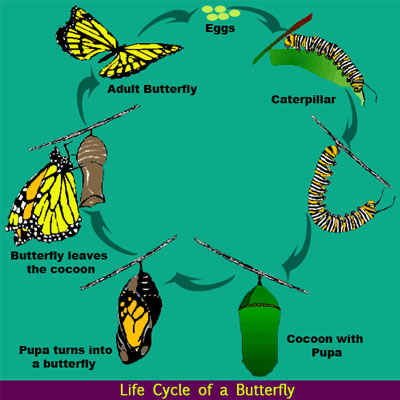How many stages are there in a butterfly life cycle Life Cycle Of A Butterfly Science Lessons For Kids The K8 School