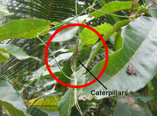 life cycle of a butterfly stage caterpillars