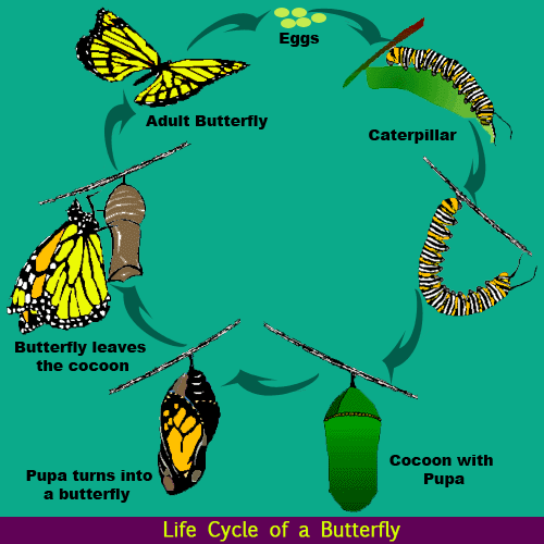 Life Cycle of a Butterfly | Science Lessons for Kids | The K8 School