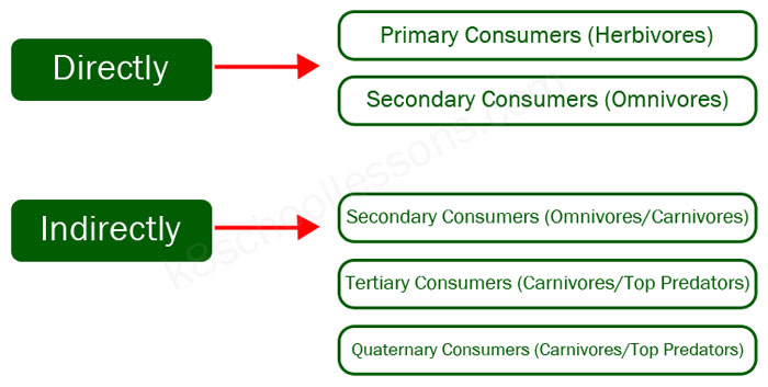 food chains - direct indirect consumers