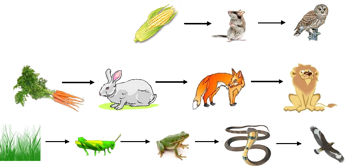 Food Chains and Food Webs | The K8 School