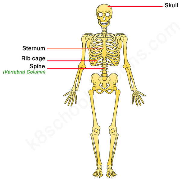 the-axial-skeleton