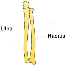 radius-ulna-bones