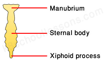 human skeletal system - sternum