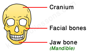human skeletal system - the skull