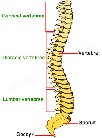 human skeletal system - the vertebral column