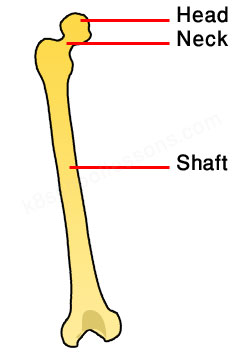 human skeletal system - femur