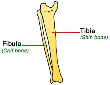 human skeletal system - right fibula tibia